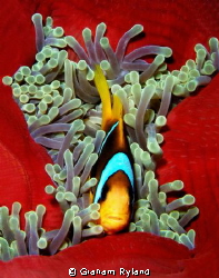 Red Sea Clownfish taken on a night dive by Graham Ryland 